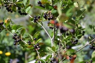 2023 09 01 Exkursion zur Mitterteicher Ariona Plantage KuBZ