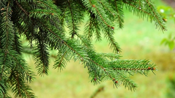 2025 10 11 Auf den Spuren des Waldes Dampfdestillation pixabay