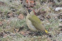 2026 05 08 Gruenspecht1 Stunde der Gartenvögel Bönisch Roland