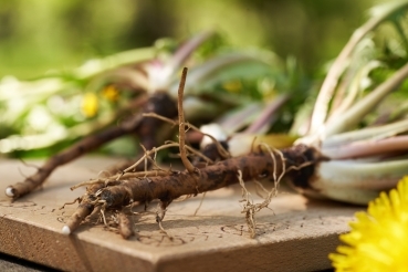 2026 10 11 Wurzelkraft aus der Natur iStock Madeleine Steinbach 1