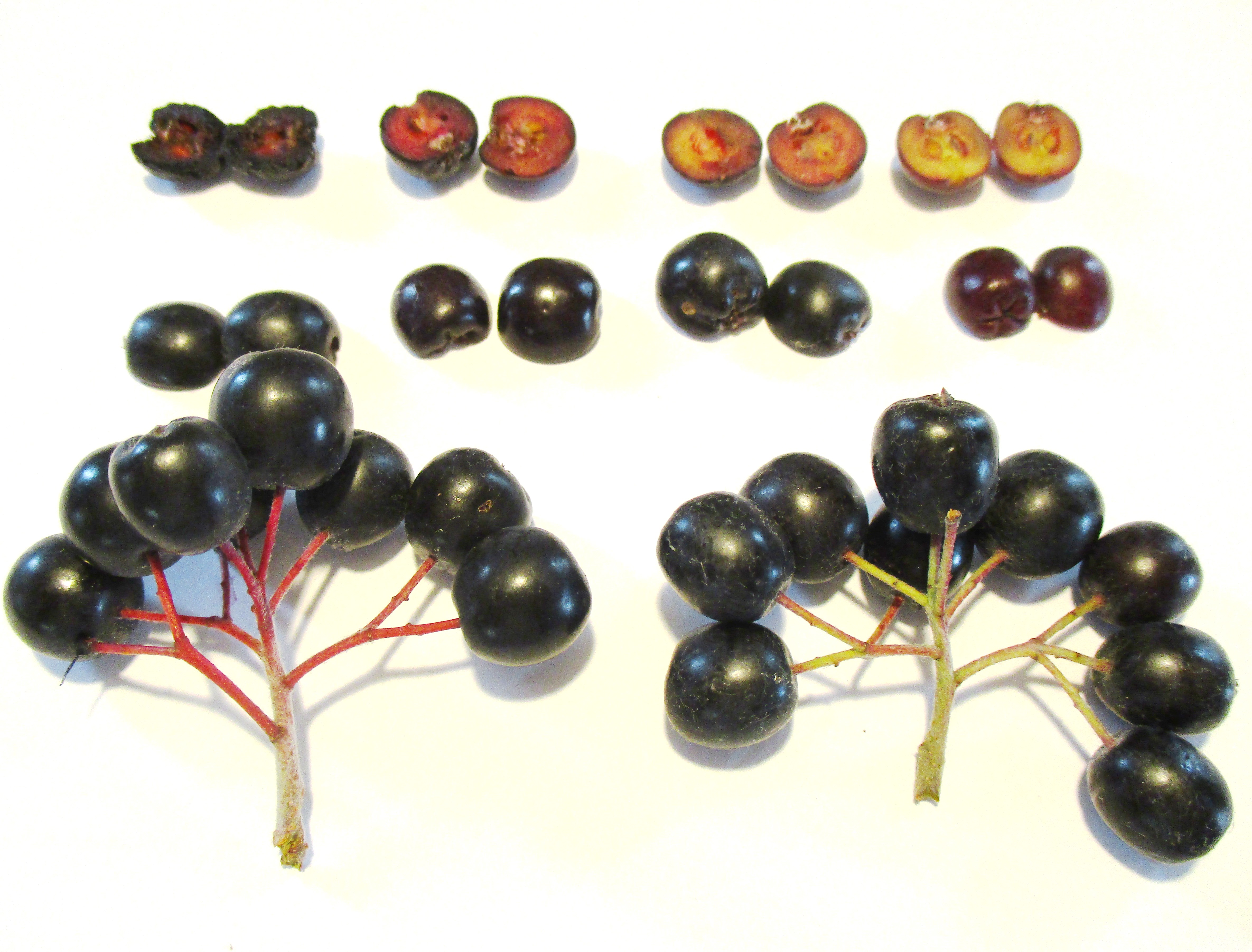 Reife Aronia