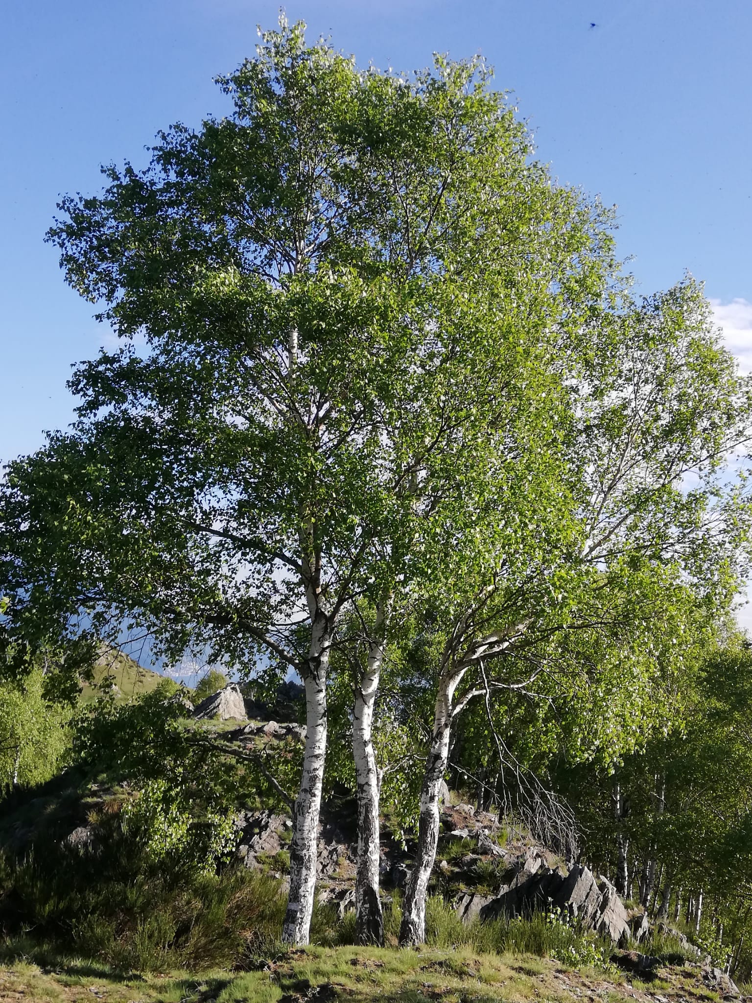 IMG 20200503 WA0022